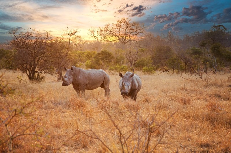 Two rhinos in the late afternoon at Kruger National Park.